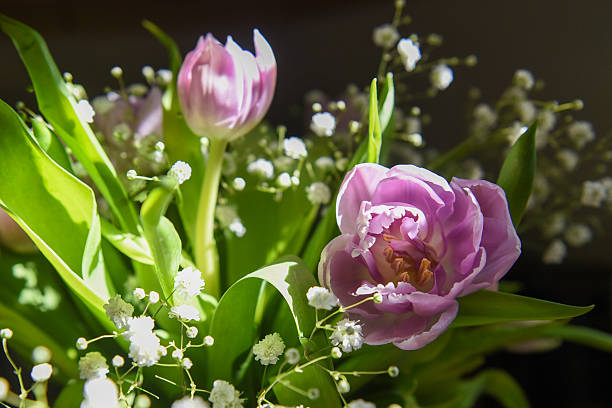 Bouquet of soft pink double tulips with delicate baby’s breath. The images highlight the lush, layered petals of the tulips, accentuated by natural light and a dreamy, shallow depth of field.
