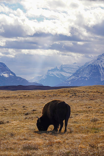 istock Waterton National Park, Canada, Fall 2025 2254688586