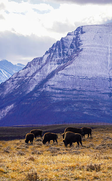istock Waterton National Park, Canada, Fall 2025 2254688859