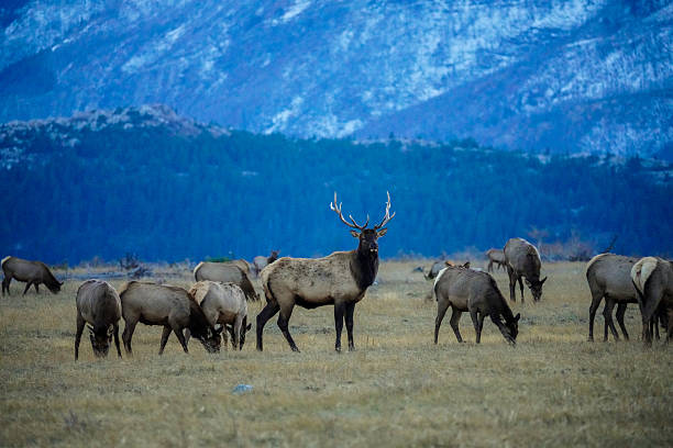 istock Waterton National Park, Canada, Fall 2025 2254689166