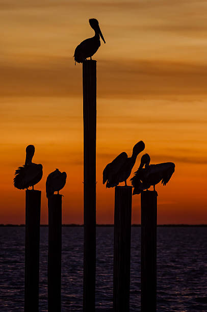 istock Brown pelicans silhouetted at sunset in Coden, Alabama 2254692761