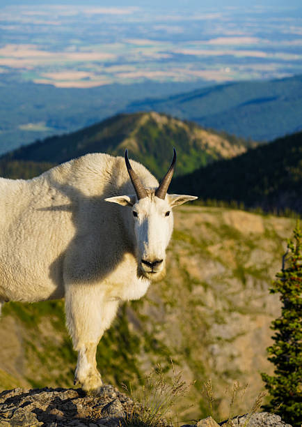 Mountain goat perched on a hill