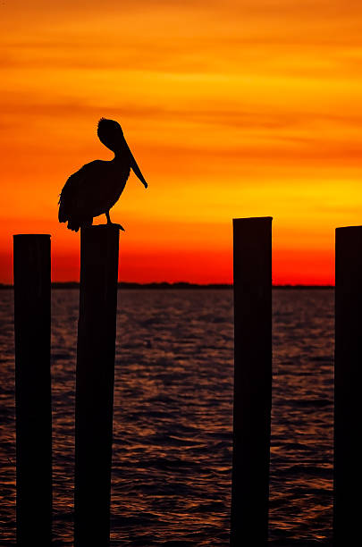 istock Brown pelican silhouetted at sunset in Coden, Alabama 2254692976