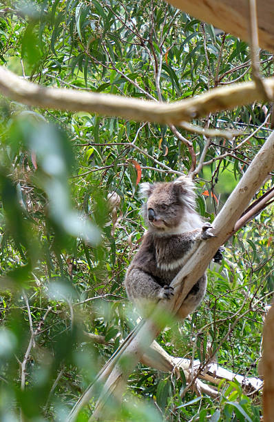 istock A wild Koala perched on a diagonal eucalyptus branch looking out through green foliage at Kennett River. 2254695035