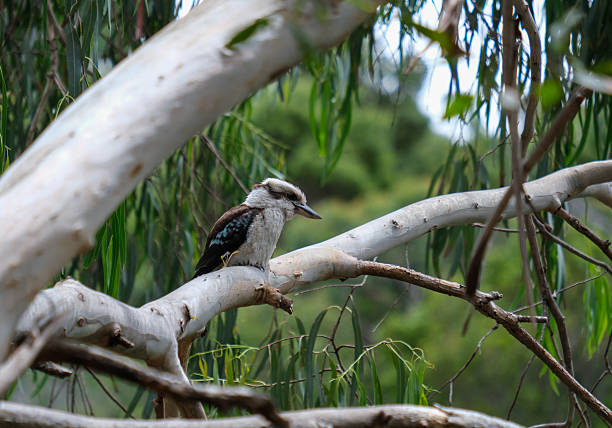 A Laughing Kookaburra perched on a smooth Eucalyptus branch in Kennett River, looking down with its heavy bill.