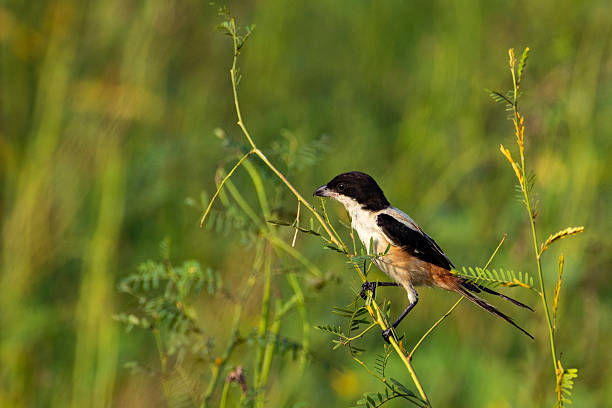 istock Long-tailed Shrike Resting on Tall Grass in Sunlit Meadow 2254698970