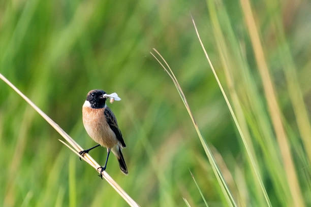 A common stonechat (Saxicola torquatus) sitting on a plant, cloudy day in summer (Austria)