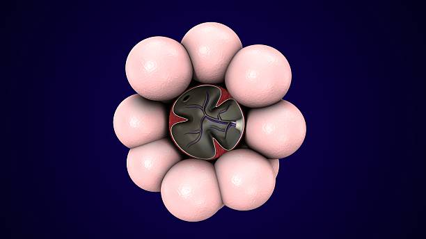 istock Alvioli cell anatomy. 3d illustrations 2254701187