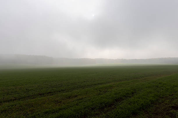 autumn gray sky covered with thick clouds and thick fog that slowly dissipates from sunlight, dreary sky and thick fog that obscures the view