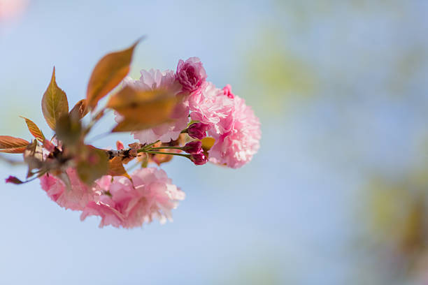 Asia, Capital Cities, Cherry Blossom, Color Image, Pink Color,