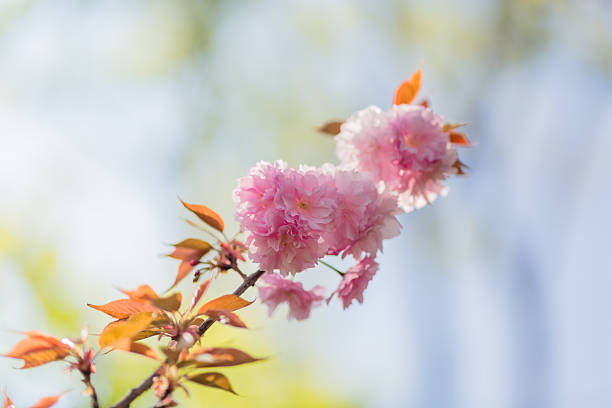 Asia, Capital Cities, Cherry Blossom, Color Image, Pink Color,