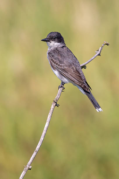 istock Eastern Kingbird, Port Coquitlam, British Columbia 2254706568