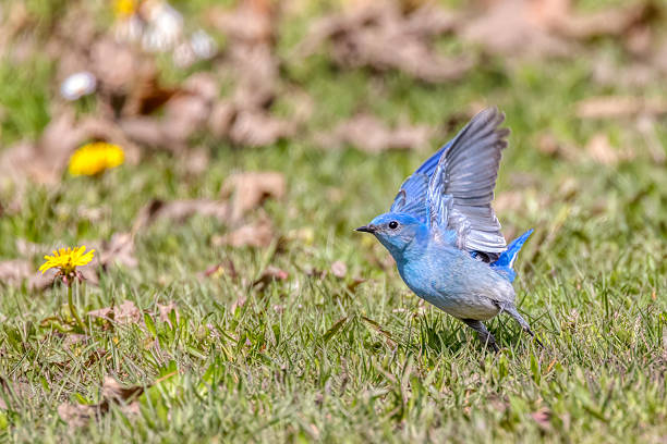 mountain bluebird, Vancouver, BC, Canada