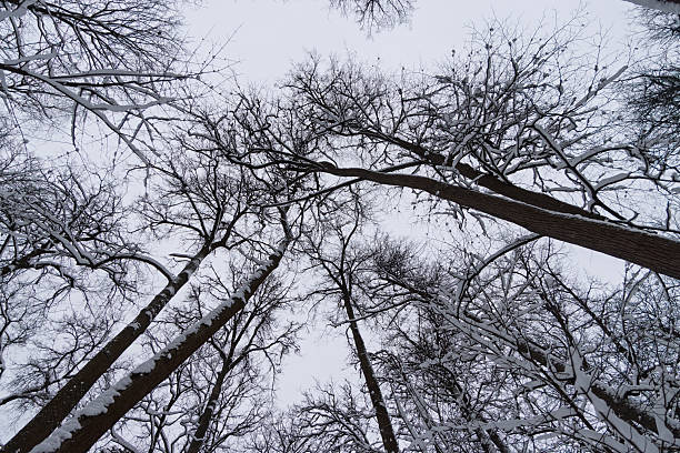 Winter forest captured from below, showcasing tall trees with snow-laden branches reaching into overcast sky, serene and frosty atmosphere
