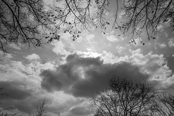 Sky, clouds and branches in sunny day