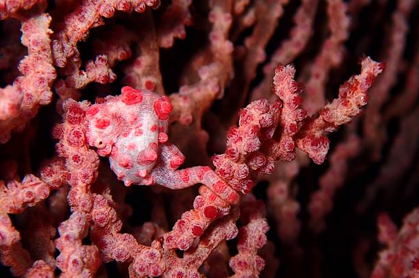 istock Pygmy seahorse in Okinawa, Japan 2254708065