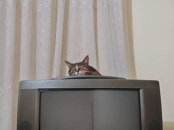 istock A cat sitting on an old TV in a room with curtains. 2254708132