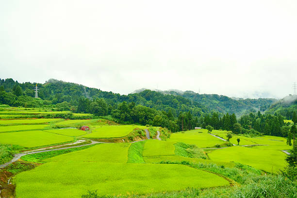 Terraced paddy field in Niigata, Japan