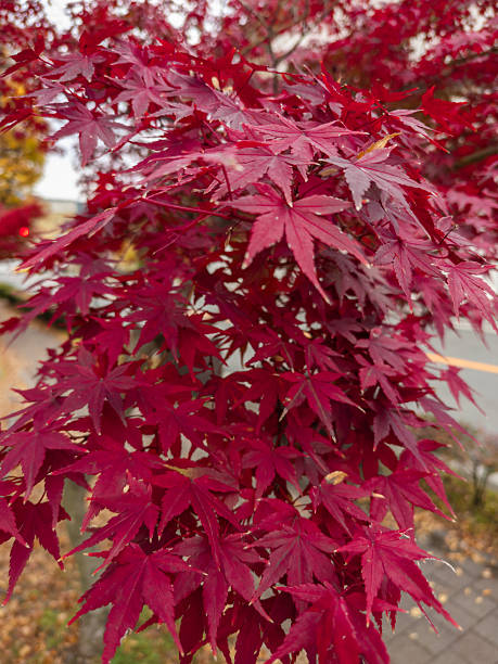 istock Japanese popular locations 2254710868