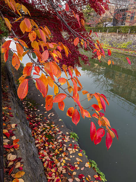 Vibrant autumn foliage with fiery red and orange leaves gracefully arching over a tranquil canal, reflecting the crisp seasonal charm in Japan. Fallen leaves carpet the path beside the water.