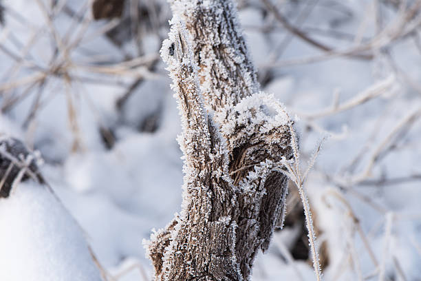 Frost and snow covered branches in winter