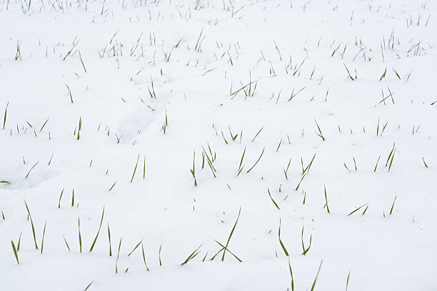 Wheat field covered snow in winter season.