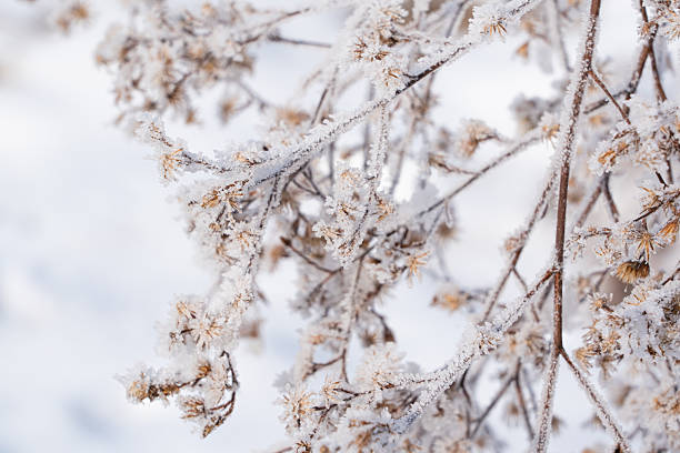 Frost and snow covered branches in winter