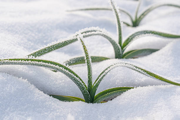 green plant growing in the snow