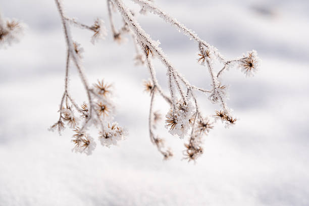 Frost and snow covered grass in winter