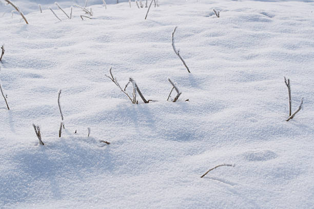 Winter background with plants