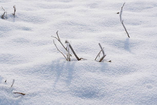 Nature Winter snow with grass