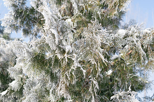 Frost and snow covered pine branches in winter