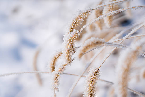Frost and snow covered grass in winter