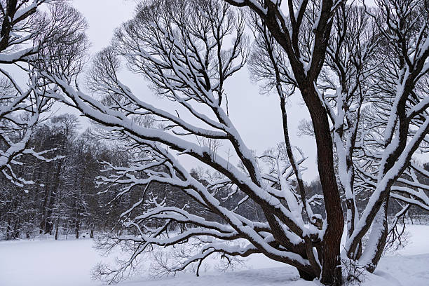 istock Snow-covered tree branches in serene winter forest landscape 2254714836