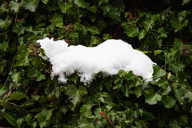 A detailed macro shot of vibrant green ivy leaves partially covered by a thick layer of fresh white winter snow