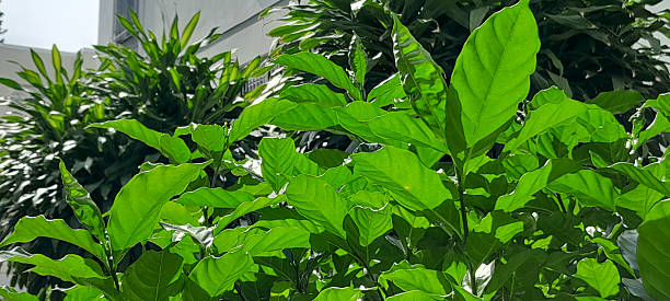 istock Green leaves illuminated in an epic way by sunlight 2254717084