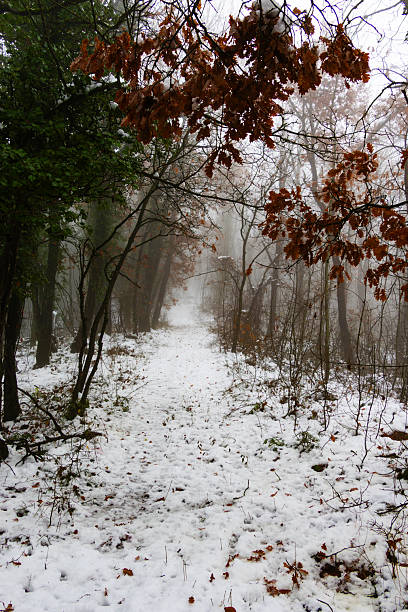 Atmospheric winter landscape featuring a trail covered in white snow disappearing into thick white mist among dark forest trees today