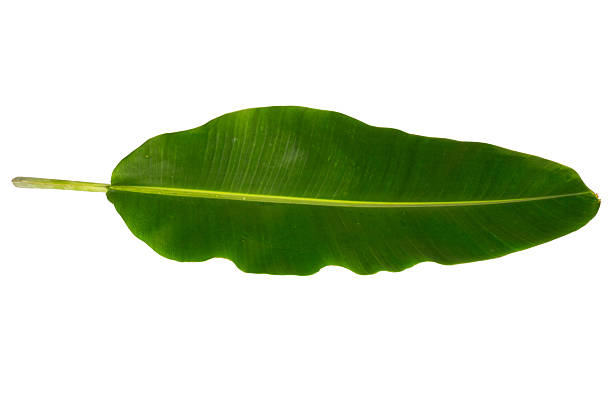 istock banana leaf isolated on white background 2254717510