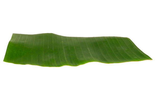 istock banana leaf isolated on white background 2254717523