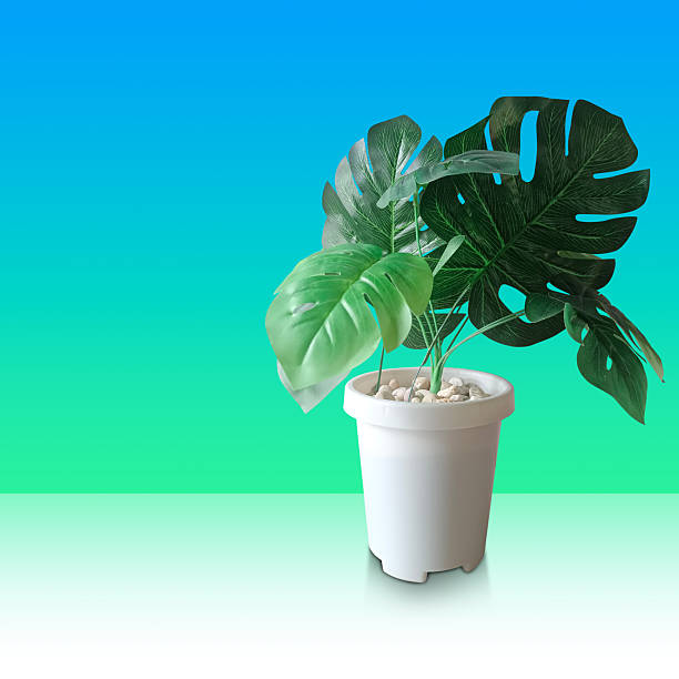 Front view green leafy trees in white plastic pot on white floor, gradient blue and green wall background, nature, object, decor, fashion, copy space