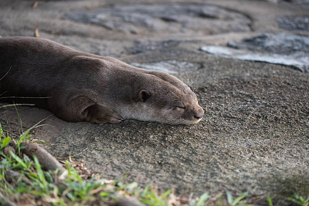 Otters have the thickest fur coat in the world