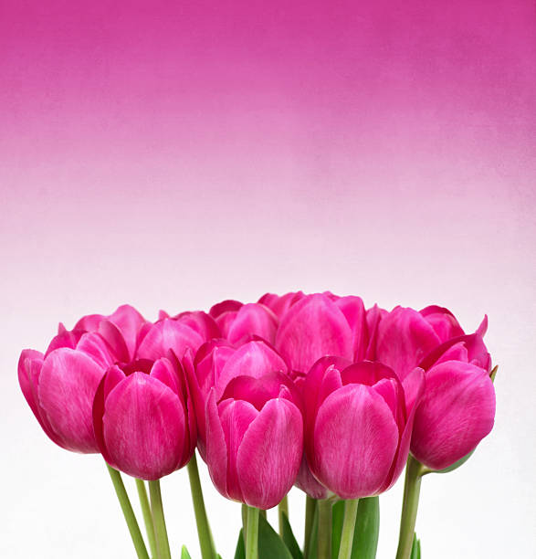 istock Bouquet from tulips flowers on retro background 2254718969
