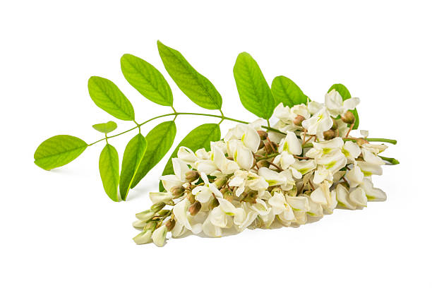 Robinia, false acacia flower on the white background