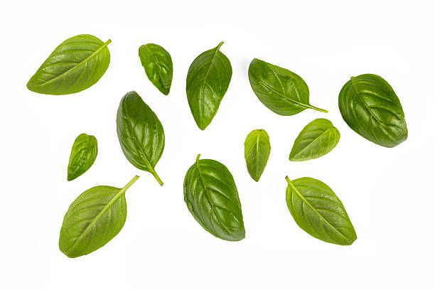 istock Fresh green basil leaves on a white background. 2254720957