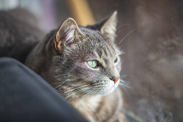 istock Cute cat with green eyes looking calmly out a window while relaxing indoors 2254721880