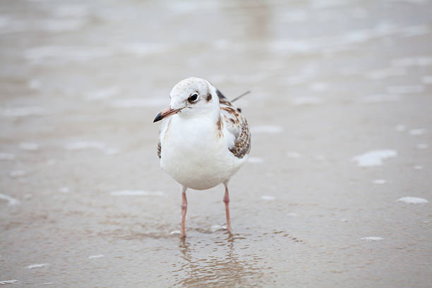 A dynamic, low-angle shot captures two white gulls likely Black-headed Gulls running along a beige, shell-strewn shoreline. One bird prepares for flight with wings rapidly blurred, set against the calm blue water.