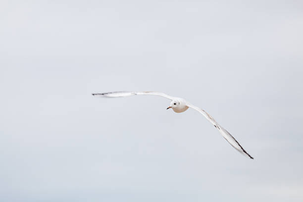 Beautiful seagull in the natural environment on the Baltic Sea.