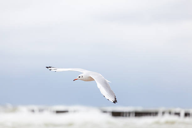 Beautiful seagull in the natural environment on the Baltic Sea.