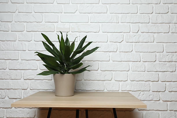 istock Different green indoor plants on the background of a brick wall 2254727068