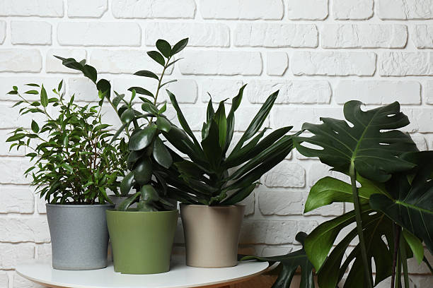 istock Different green indoor plants on the background of a brick wall 2254727121
